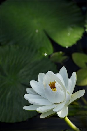 Gros plan de fleurs de lis d'eau Photographie de stock - Premium Libres de Droits, Code: 622-06439716