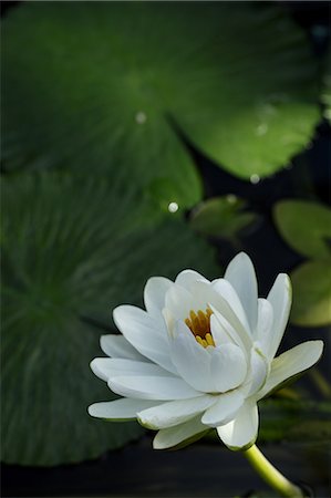 Close up of Water Lily flower Stock Photo - Premium Royalty-Free, Code: 622-06439716