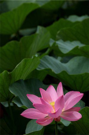 Close up of Lotus flower Stock Photo - Premium Royalty-Free, Code: 622-06439726