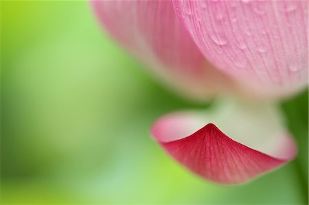Close up of Lotus flower Stock Photo - Premium Royalty-Free, Code: 622-06439727