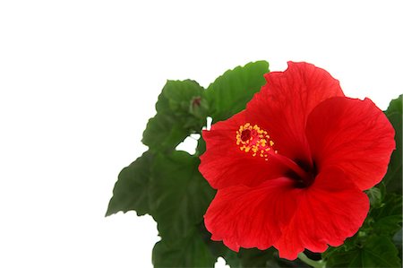 Close up of Hibiscus flower against white background Foto de stock - Royalty Free Premium, Número: 622-06439721