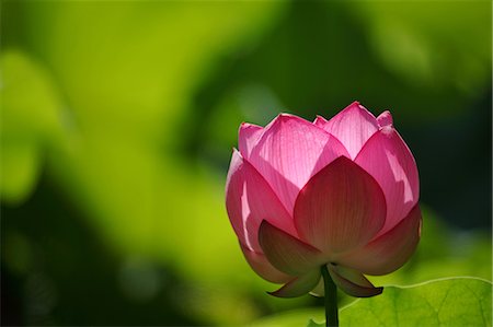 simsearch:622-06439725,k - Close up of Lotus flower Foto de stock - Royalty Free Premium, Número: 622-06439737