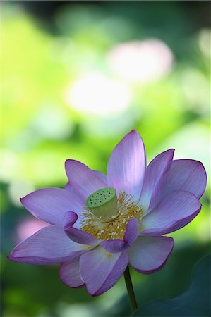 simsearch:622-06439716,k - Close up of Lotus flower Stock Photo - Premium Royalty-Free, Code: 622-06439738