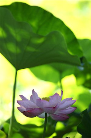 Gros plan de fleurs de Lotus Photographie de stock - Premium Libres de Droits, Code: 622-06439739