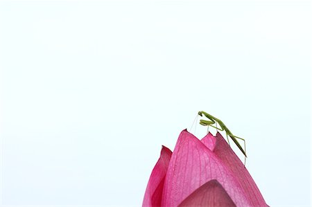 Close up of Lotus flower and Mantis against white background Stock Photo - Premium Royalty-Free, Code: 622-06439731