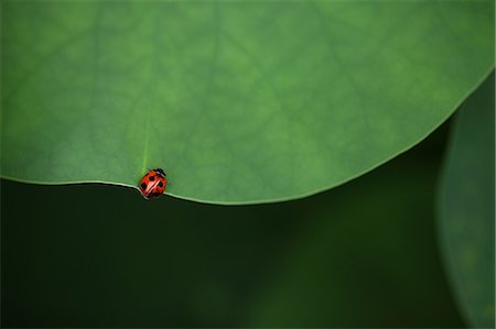 Close up of Lotus leaves and Ladybug Stock Photo - Premium Royalty-Free, Code: 622-06439732