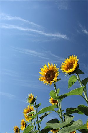 simsearch:622-06439725,k - Sunflowers and blue sky with clouds Foto de stock - Royalty Free Premium, Número: 622-06439744