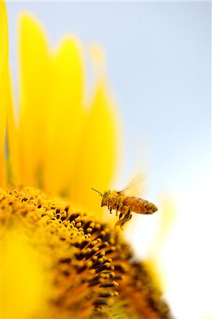 pólen - Close up of sunflower and bee Foto de stock - Royalty Free Premium, Número: 622-06439741