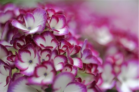 simsearch:622-06439777,k - Nahaufnahme von Hydrangea blüht Stockbilder - Premium RF Lizenzfrei, Bildnummer: 622-06439764