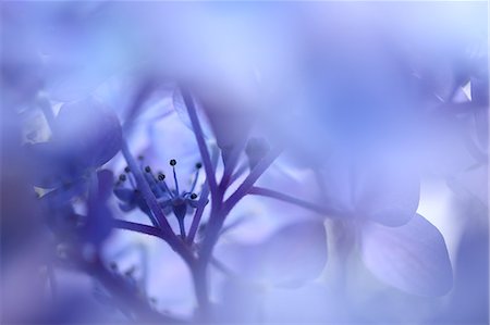 Close up of Hydrangea flowers Stock Photo - Premium Royalty-Free, Code: 622-06439768