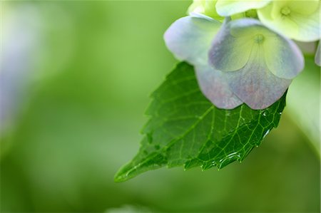 Close up of Hydrangea flower Foto de stock - Sin royalties Premium, Código: 622-06439772