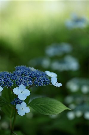 simsearch:622-06439777,k - Nahaufnahme von Hydrangea blüht Stockbilder - Premium RF Lizenzfrei, Bildnummer: 622-06439773