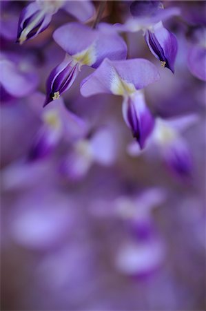 Gros plan de fleurs de glycine Photographie de stock - Premium Libres de Droits, Code: 622-06439786