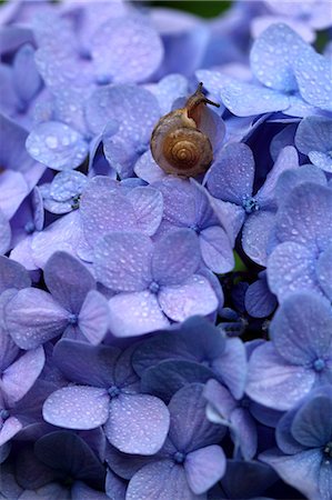 Close up of Hydrangea flowers and snail Stock Photo - Premium Royalty-Free, Code: 622-06439781