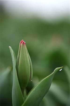 Close up of tulip bud and leaves Stock Photo - Premium Royalty-Free, Code: 622-06439790