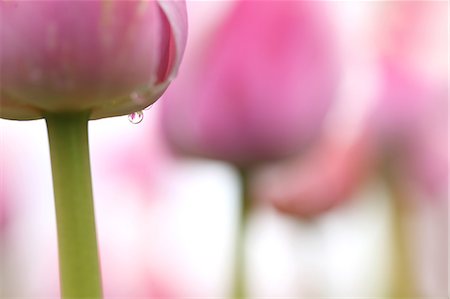 fresh flowers for water drops - Close up of tulip flower Foto de stock - Sin royalties Premium, Código: 622-06439807