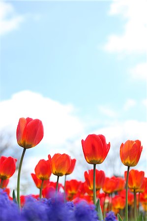 simsearch:622-06809129,k - Tulip flowers and blue sky with clouds Stock Photo - Premium Royalty-Free, Code: 622-06439809