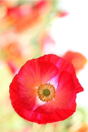 Gros plan de fleurs de pavot Photographie de stock - Premium Libres de Droits, Code: 622-06439814