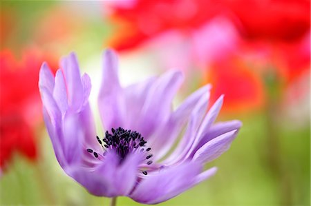 simsearch:622-06439818,k - Gros plan de fleurs d'anémone Photographie de stock - Premium Libres de Droits, Code: 622-06439816