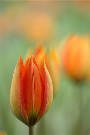 Gros plan de fleurs de tulipes Photographie de stock - Premium Libres de Droits, Code: 622-06439820
