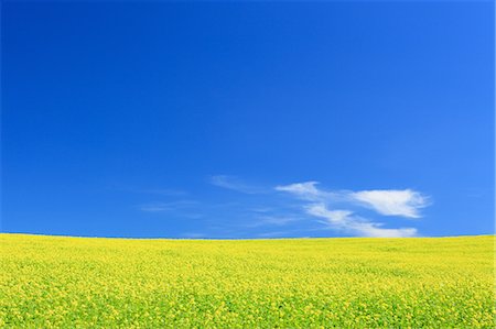 field mustard - Mustard Greens and blue sky with clouds, Hokkaido Foto de stock - Sin royalties Premium, Código: 622-06439852