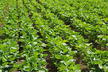 Soybean field Foto de stock - Sin royalties Premium, Código: 622-06439864