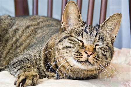 Housecat with closed eyes taking a nap Stock Photo - Premium Royalty-Free, Code: 622-06439878