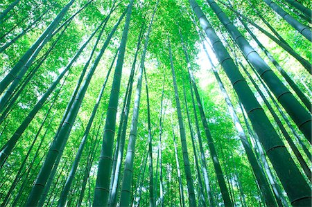 essaim - Forêt de bambous dans Sagano, préfecture de Kyoto Photographie de stock - Premium Libres de Droits, Code: 622-06439880