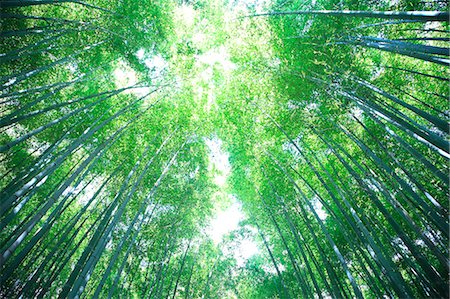 simsearch:622-06549293,k - Bamboo forest in Sagano, Kyoto Prefecture Foto de stock - Royalty Free Premium, Número: 622-06439881