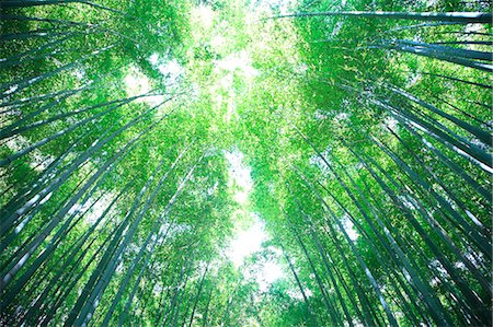 simsearch:622-06549292,k - Bamboo forest in Sagano, Kyoto Prefecture Stock Photo - Premium Royalty-Free, Code: 622-06439881