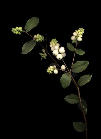 plants and branches - Snowberry fruits on black background Stock Photo - Premium Royalty-Free, Code: 622-06486681