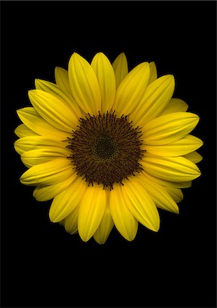 flower on black background - Sunflower on black background Photographie de stock - Premium Libres de Droits, Code: 622-06486696