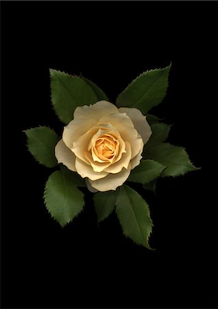 flower on black background - Rose flower on black background Photographie de stock - Premium Libres de Droits, Code: 622-06486701