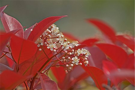 simsearch:622-06487517,k - Japanese Photinia flowers and leaves Photographie de stock - Premium Libres de Droits, Code: 622-06486802