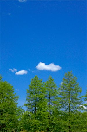 simsearch:622-07810848,k - Greenery and blue sky with clouds Stock Photo - Premium Royalty-Free, Code: 622-06486811