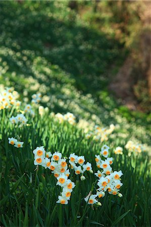 daffodils scenic nobody - Narcissus flowers and greenery Stock Photo - Premium Royalty-Free, Code: 622-06486845