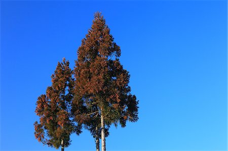 Two trees against blue sky in Hakuba, Nagano Prefecture Stock Photo - Premium Royalty-Free, Code: 622-06486842
