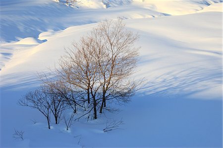 Trees and snow in Hakuba, Nagano Prefecture Stock Photo - Premium Royalty-Free, Code: 622-06486843