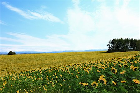 simsearch:859-08359200,k - Sunflower field in Biei, Hokkaido Stock Photo - Premium Royalty-Free, Code: 622-06486943