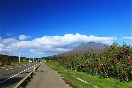 Apple trees in Hirosaki, Aomori Prefecture Fotografie stock - Premium Royalty-Free, Codice: 622-06486956