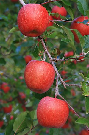 Red apples Photographie de stock - Premium Libres de Droits, Code: 622-06486953