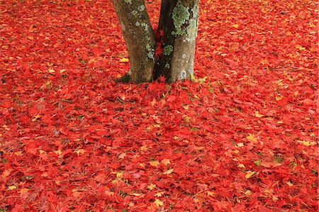 red maple - Red maple leaves on the ground Stock Photo - Premium Royalty-Free, Code: 622-06486983