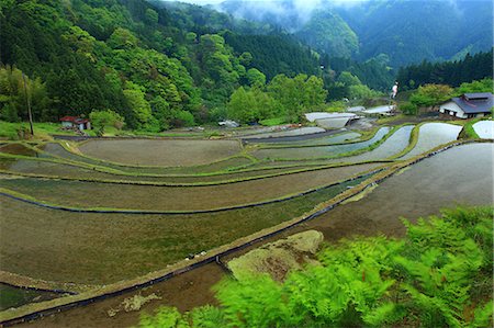Terraced rice fields, Kochi Prefecture Foto de stock - Sin royalties Premium, Código: 622-06487101