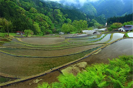 rice fields or rice farms - Terraced rice fields, Kochi Prefecture Stock Photo - Premium Royalty-Free, Code: 622-06487101