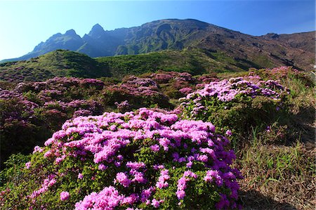 rododendro - Rhododendron field at Sensui gorge, Kumamoto Prefecture Foto de stock - Royalty Free Premium, Número: 622-06487110