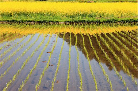 Rice field in Omachi, Nagano Prefecture Foto de stock - Royalty Free Premium, Número: 622-06487133