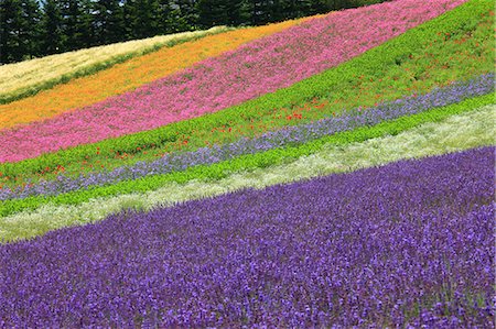 Flower field in Zerubu hills, Hokkaido Stock Photo - Premium Royalty-Free, Code: 622-06487165