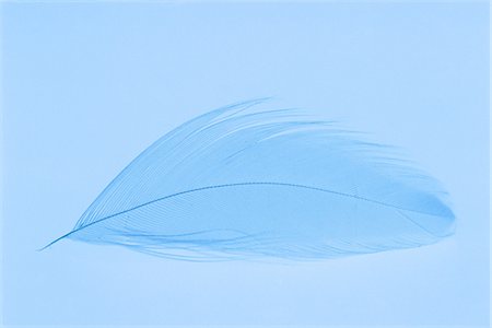 soft feather - Blue feather on blue background Stock Photo - Premium Royalty-Free, Code: 622-06487186