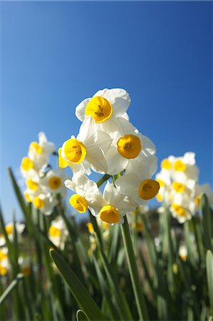 simsearch:622-06809160,k - Narcissus flowers Photographie de stock - Premium Libres de Droits, Code: 622-06487222