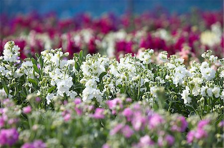 simsearch:622-06439641,k - Flower field in Chikura, Chiba Prefecture Stock Photo - Premium Royalty-Free, Code: 622-06487240